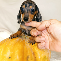 Bassotto arlecchino silver femmina