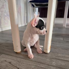 Cucciola chihuhua femmina