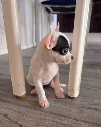 Cucciola chihuhua femmina
