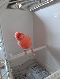 Canarine Rosse