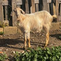 Disponibili capre