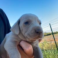 Cuccioli di weimaraner