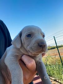 Cuccioli di weimaraner