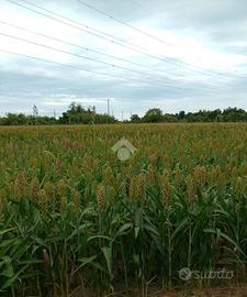 TER. AGRICOLO A RAVENNA