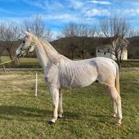 Anglo Arabo castrone