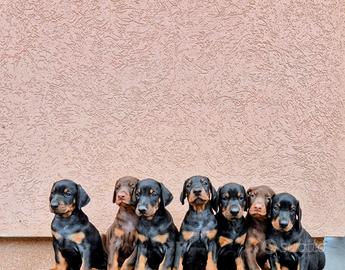 dobermann