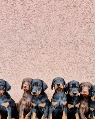 dobermann