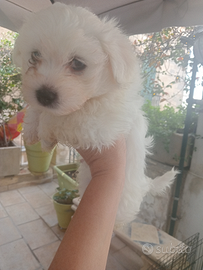 Vendita cuccioli di maltese