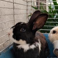 Coniglietta nera e bianca femmina