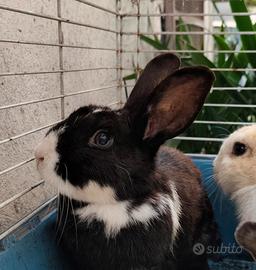 Coniglietta nera e bianca femmina