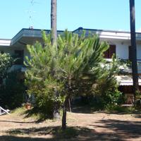Alloggio in pineta