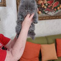 Scottish straight longhair