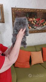 Scottish straight longhair