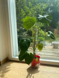 Monstera Deliciosa piccola