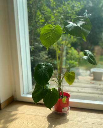 Monstera Deliciosa piccola