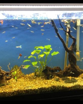 Acquario