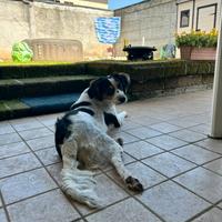 Mamma dei cuccioli cane meticcio