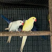 Parrocchetti dal collare