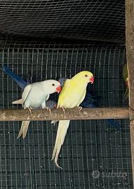 Parrocchetti dal collare