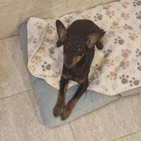 Pinscher maschio per accoppiamento