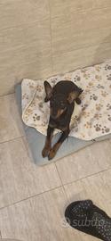 Pinscher maschio per accoppiamento