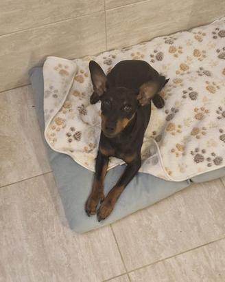 Pinscher maschio per accoppiamento
