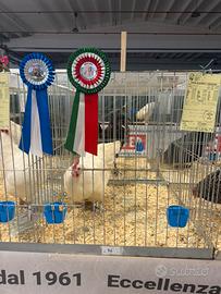 Australorp bianche
