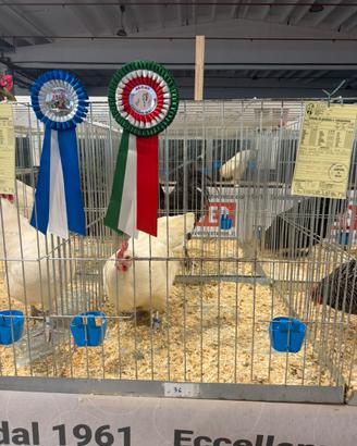 Australorp bianche