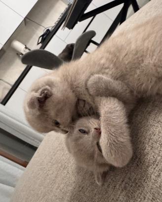 Cuccioli di gatto British