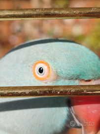 Parrocchetto dal collare