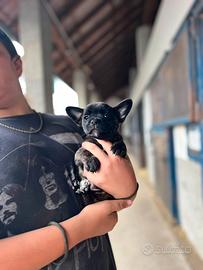 Cuccioli simil buldog francese