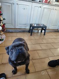 Bulldog francese