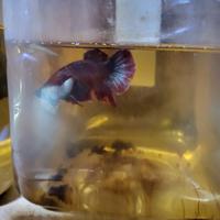 Betta vari e guppy