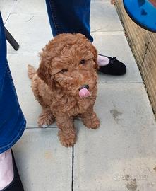 Cucciolata di barboncini maschi femmine