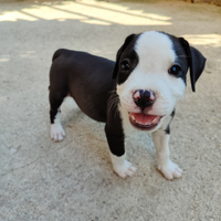 Amstaff Pitbull cuccioli