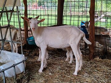 Disponibile capretta di 5 mesi