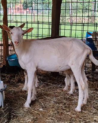 Disponibile capretta di 5 mesi