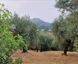 Terreno agricolo