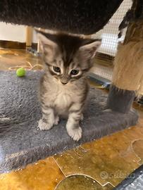 Maine Coon