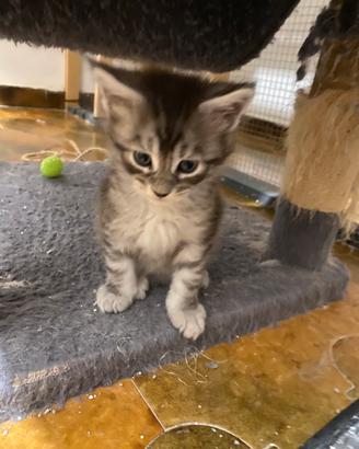 Maine Coon