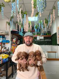 Barboncino toy red 2M 2F anche a rate