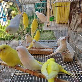 Cocorite albino e lutino 2025 allevate in purezza