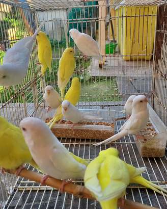 Cocorite albino e lutino 2025 allevate in purezza