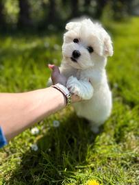 Cucciolo femmina e maschio maltese