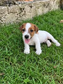Jack Russell Cuccioli