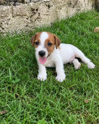Jack Russell Cuccioli