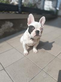 Bulldog francese femmina