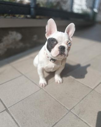 Bulldog francese femmina
