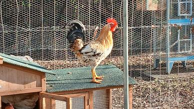 Gallo e gallina
