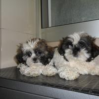 Shih-tzu